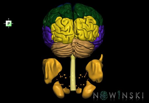 G2.T1-21.V3.C2.L0.CNS–Glands