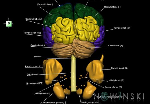 G2.T1-21.V3.C2.L1.CNS–Glands