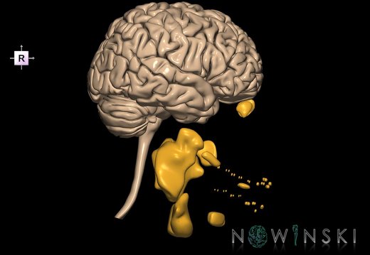 G2.T1-21.V4.C1.L0.CNS–Glands