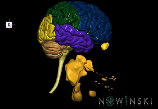 G2.T1-21.V4.C2.L0.CNS–Glands