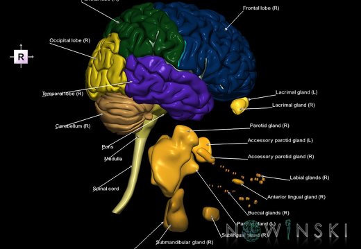 G2.T1-21.V4.C2.L1.CNS–Glands