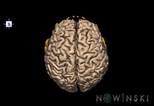 G2.T1-21.V5.C1.L0.CNS–Glands