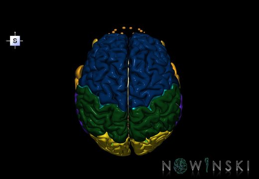 G2.T1-21.V5.C2.L0.CNS–Glands