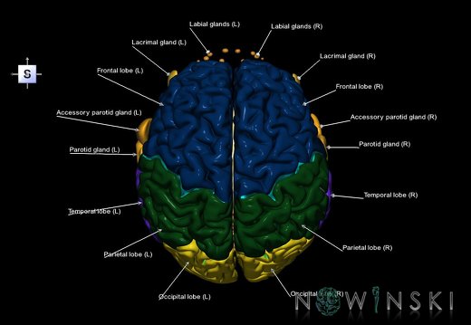 G2.T1-21.V5.C2.L1.CNS–Glands
