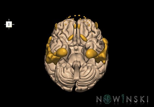 G2.T1-21.V6.C1.L0.CNS–Glands