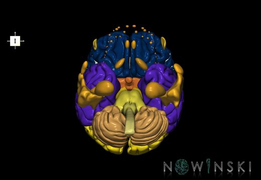 G2.T1-21.V6.C2.L0.CNS–Glands
