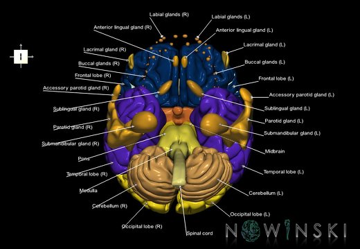 G2.T1-21.V6.C2.L1.CNS–Glands