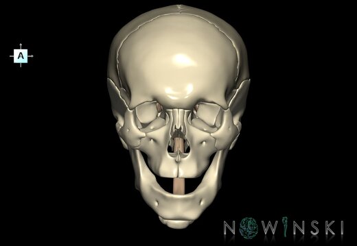 G2.T1-22.V1.C1.L0.CNS–Skull