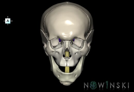 G2.T1-22.V1.C2.L0.CNS–Skull