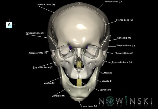 G2.T1-22.V1.C2.L1.CNS–Skull