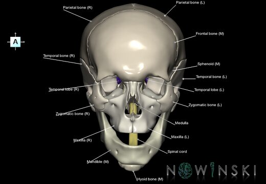 G2.T1-22.V1.C2.L1.CNS–Skull