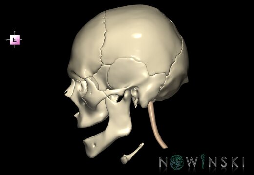 G2.T1-22.V2.C1.L0.CNS–Skull