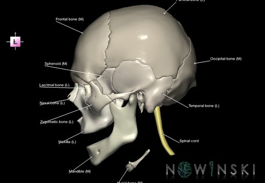 G2.T1-22.V2.C2.L1.CNS–Skull