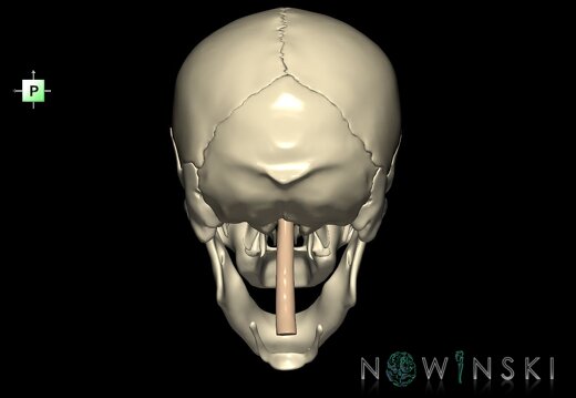 G2.T1-22.V3.C1.L0.CNS–Skull