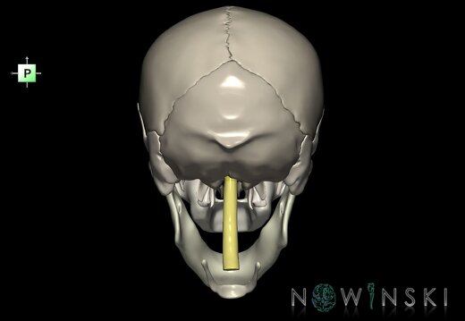 G2.T1-22.V3.C2.L0.CNS–Skull