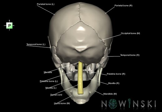 G2.T1-22.V3.C2.L1.CNS–Skull