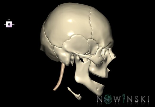 G2.T1-22.V4.C1.L0.CNS–Skull