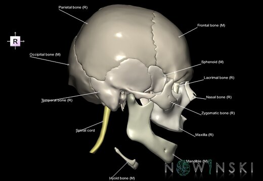 G2.T1-22.V4.C2.L1.CNS–Skull