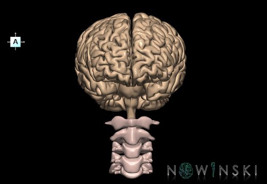 G2.T1-23.V1.C1.L0.CNS–Cervical spine