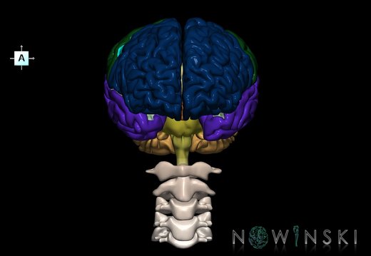 G2.T1-23.V1.C2.L0.CNS–Cervical spine