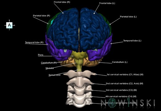G2.T1-23.V1.C2.L1.CNS–Cervical spine