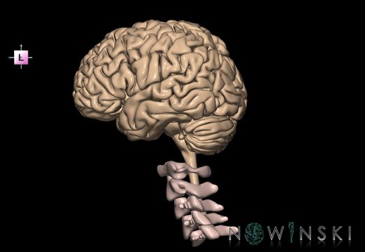 G2.T1-23.V2.C1.L0.CNS–Cervical spine