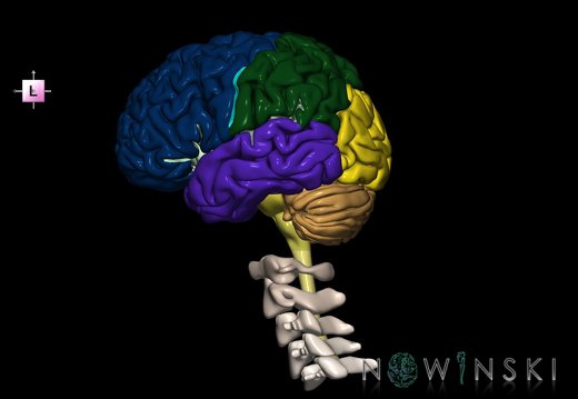 G2.T1-23.V2.C2.L0.CNS–Cervical spine