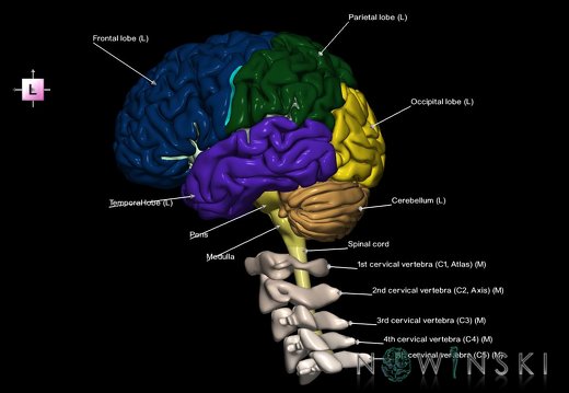 G2.T1-23.V2.C2.L1.CNS–Cervical spine
