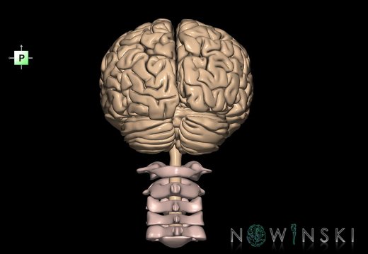 G2.T1-23.V3.C1.L0.CNS–Cervical spine