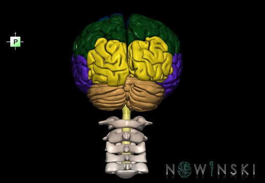 G2.T1-23.V3.C2.L0.CNS–Cervical spine