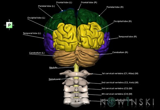 G2.T1-23.V3.C2.L1.CNS–Cervical spine