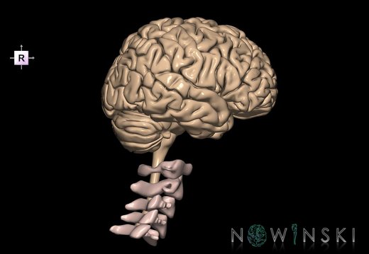 G2.T1-23.V4.C1.L0.CNS–Cervical spine