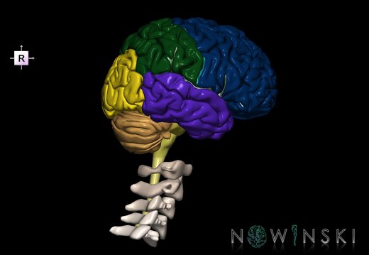 G2.T1-23.V4.C2.L0.CNS–Cervical spine