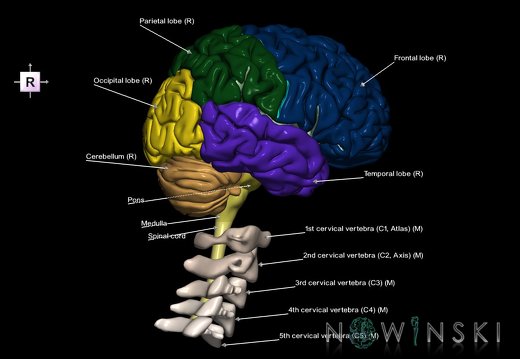 G2.T1-23.V4.C2.L1.CNS–Cervical spine