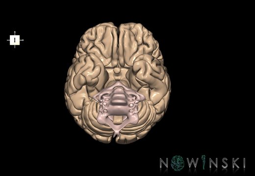 G2.T1-23.V6.C1.L0.CNS–Cervical spine