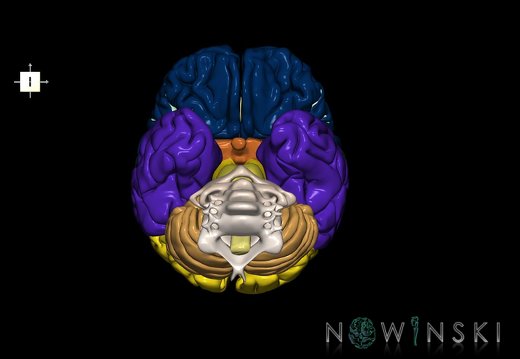 G2.T1-23.V6.C2.L0.CNS–Cervical spine