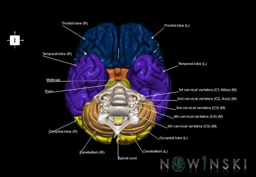 G2.T1-23.V6.C2.L1.CNS–Cervical spine