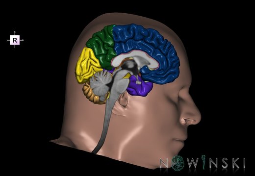 G2T1-24.CentralNervousSystem-Skin