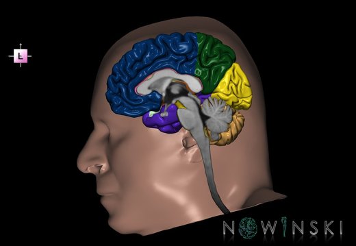 G2T1.3-24.3.CentralNervousSystemRight-SkinRight