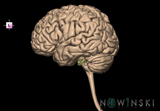 G2.T1-25.V2.C1.L0.CNS–Auditory system
