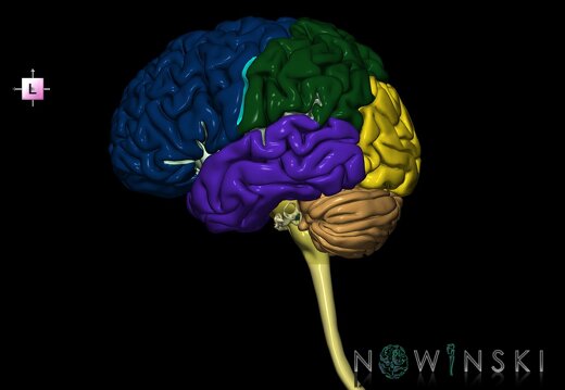 G2.T1-25.V2.C2.L0.CNS–Auditory system