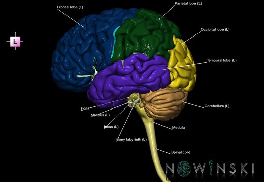 G2.T1-25.V2.C2.L1.CNS–Auditory system