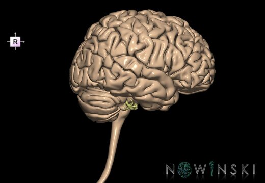 G2.T1-25.V4.C1.L1.CNS–Auditory system