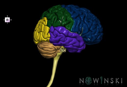 G2.T1-25.V4.C2.L0.CNS–Auditory system