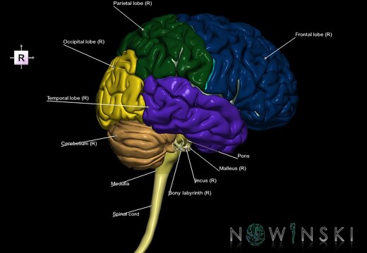 G2.T1-25.V4.C2.L1.CNS–Auditory system