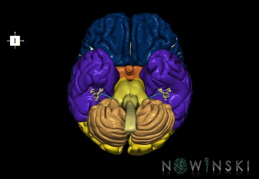 G2.T1-25.V6.C2.L0.CNS–Auditory system