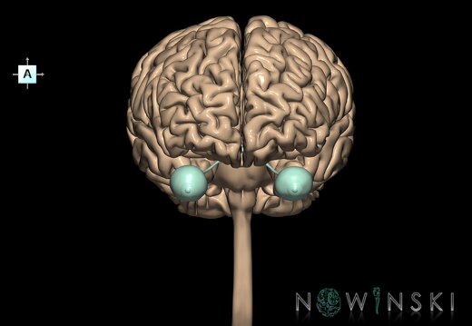 G2.T1-26.V1.C1.L0.CNS–Visual system