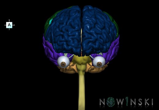 G2.T1-26.V1.C2.L0.CNS–Visual system