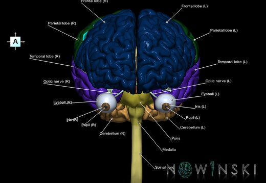 G2.T1-26.V1.C2.L1.CNS–Visual system