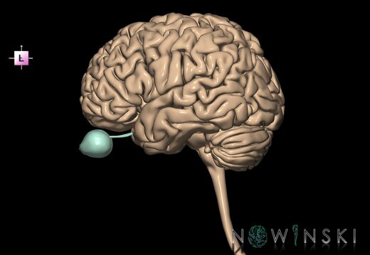G2.T1-26.V2.C1.L0.CNS–Visual system